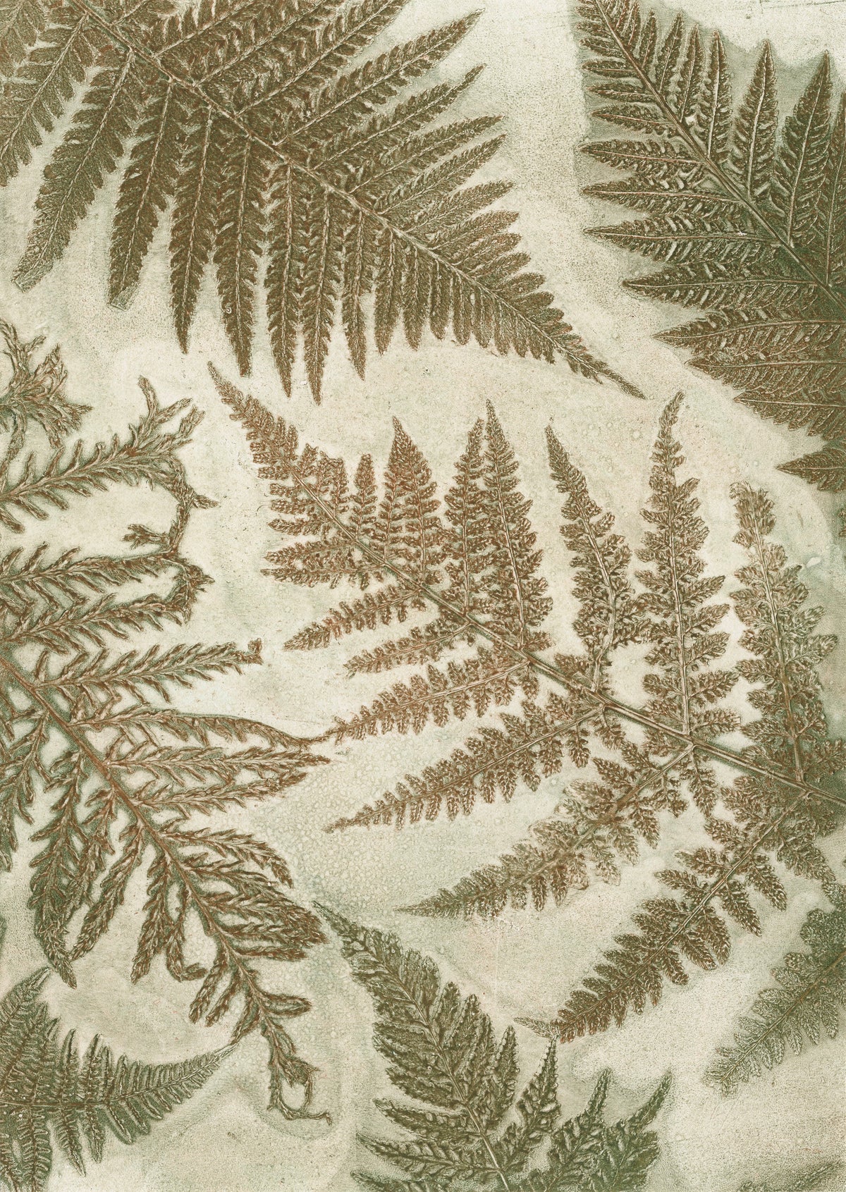 Wild Woodland Collection
