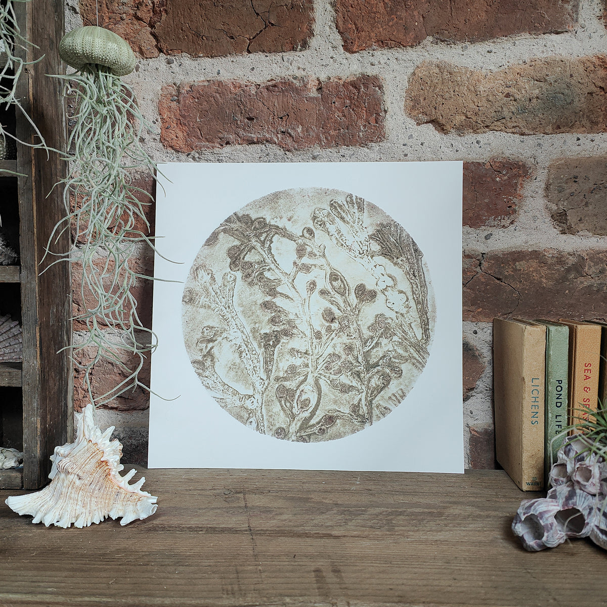 Original Warm Oyster Circular Seaweed Print