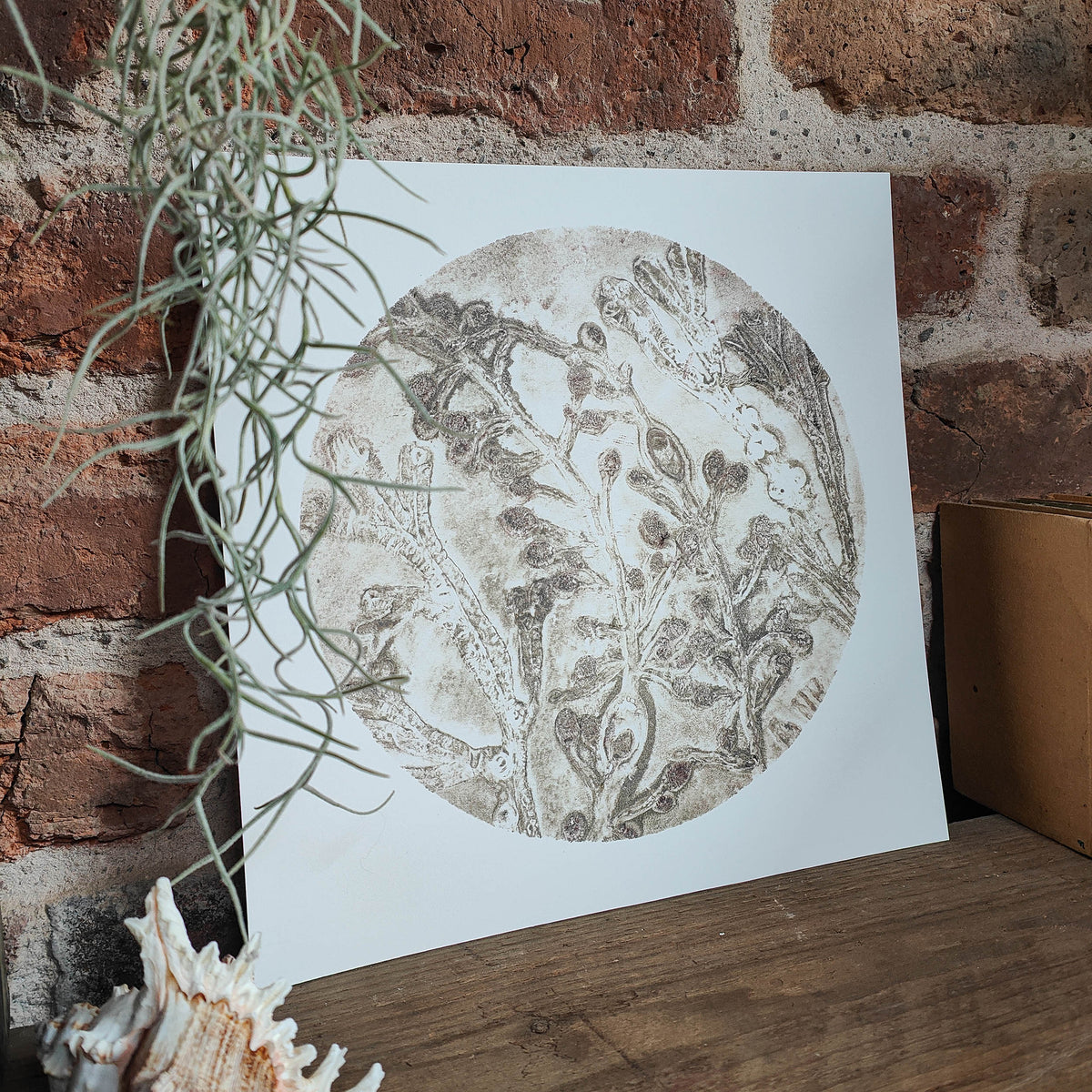Original Warm Oyster Circular Seaweed Print